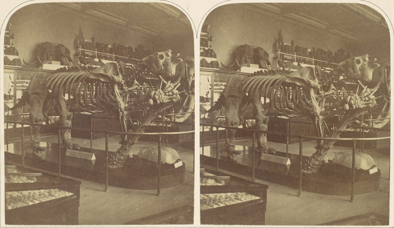 Megatherium, Britské muzeum, 50. léta 19. století. od Roger Fenton