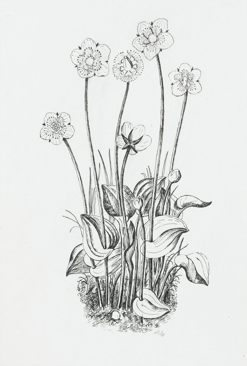 Studie rostlin od Rosalie Brill