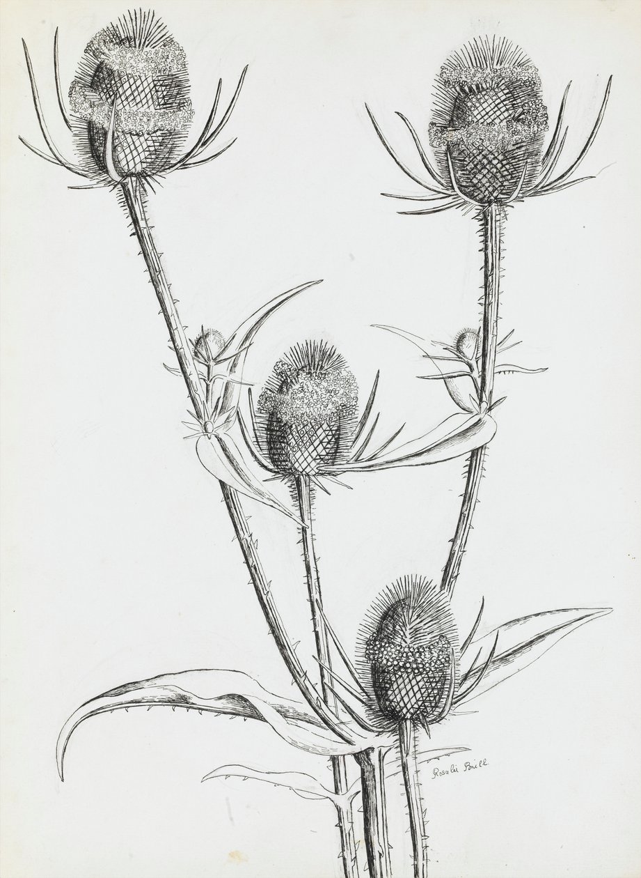 bodláky od Rosalie Brill