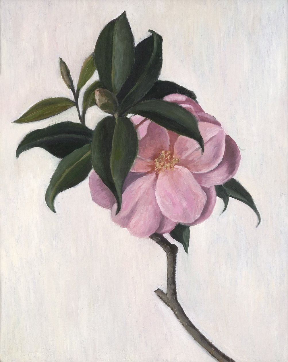 Kamélie, 1998 od Ruth Addinall
