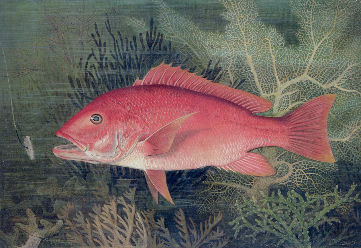 Red Snapper, z 