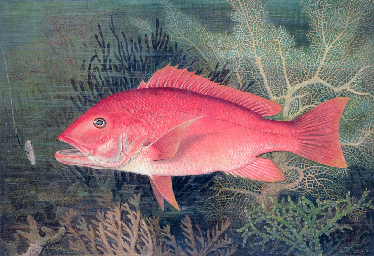 Red Snapper, 1878 od SA Kilourne