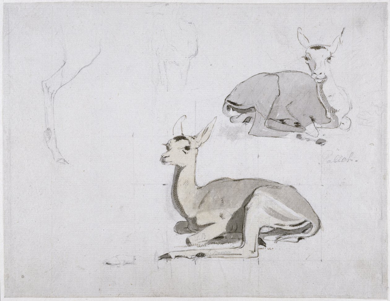 Studie odpočívajících mladých jelenů Pallah, kolem roku 1802 (wc a grafit na papíře) od Samuel Daniell