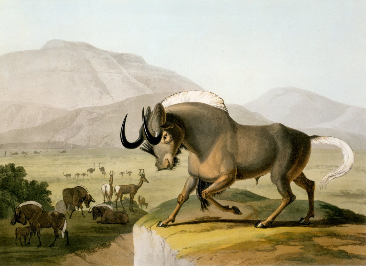 Gnoo, 1804 od Samuel Daniell