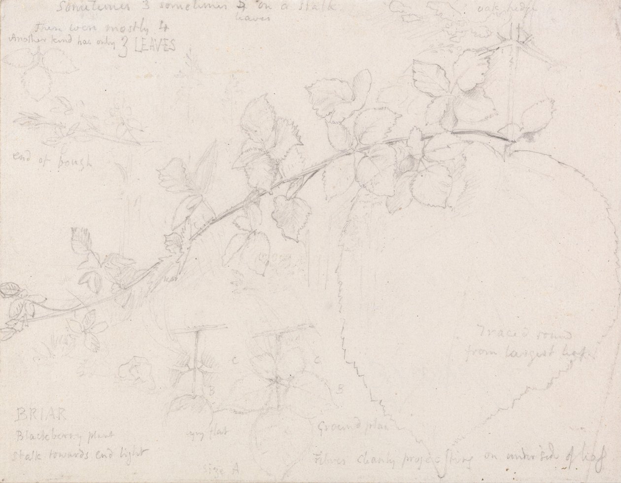 Bubliny od Samuel Palmer