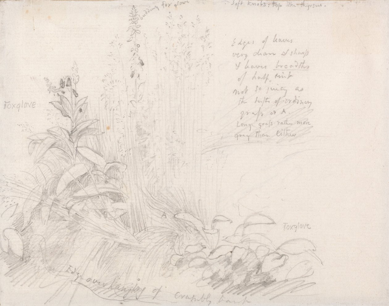 Náprstníky od Samuel Palmer