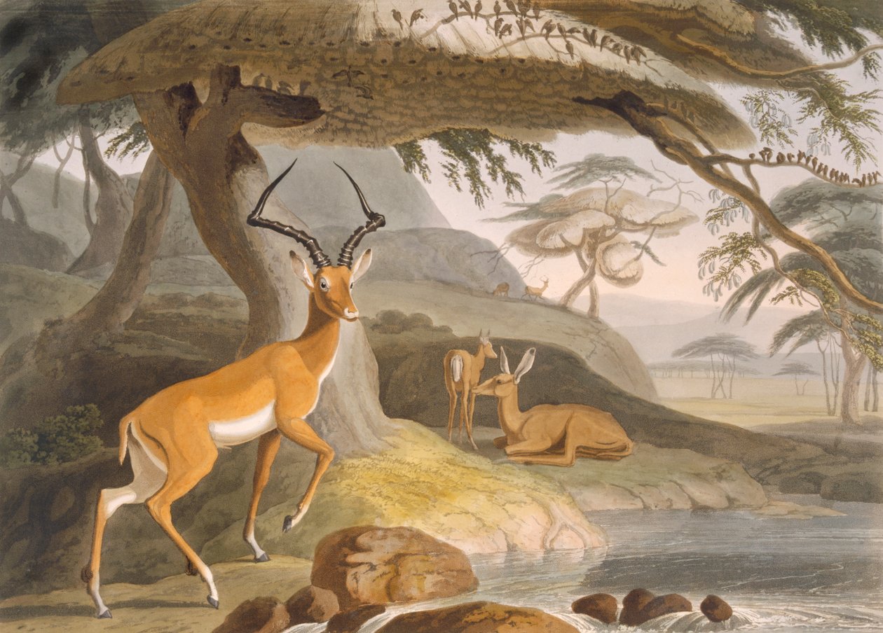 Pallah od Samuel (after) Daniell