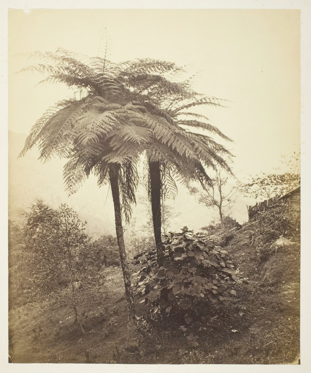 The Tree Fern, cena fotografie, 1863. od Samuel Bourne