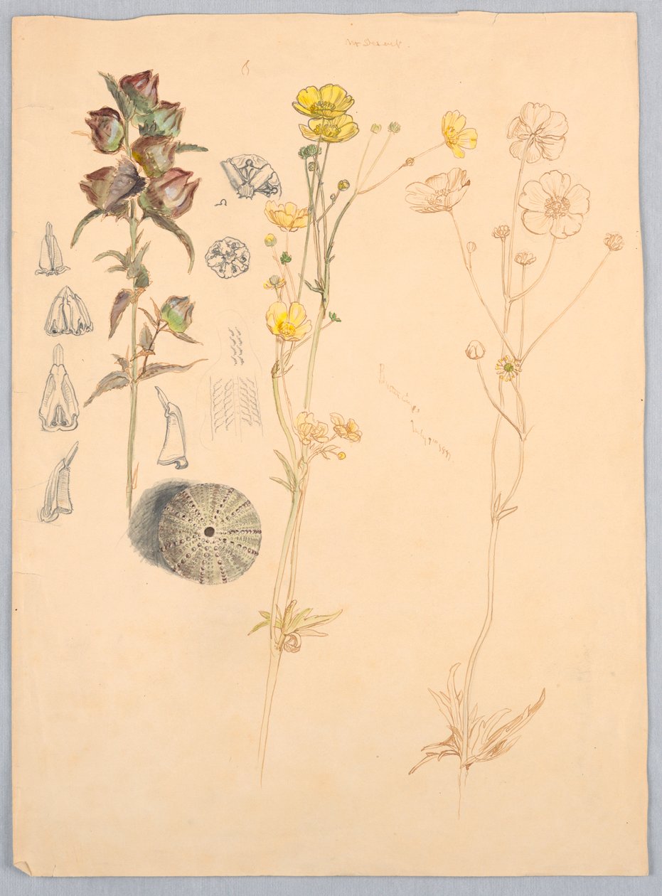 Buttercups, Mt. Desert od Samuel Colman