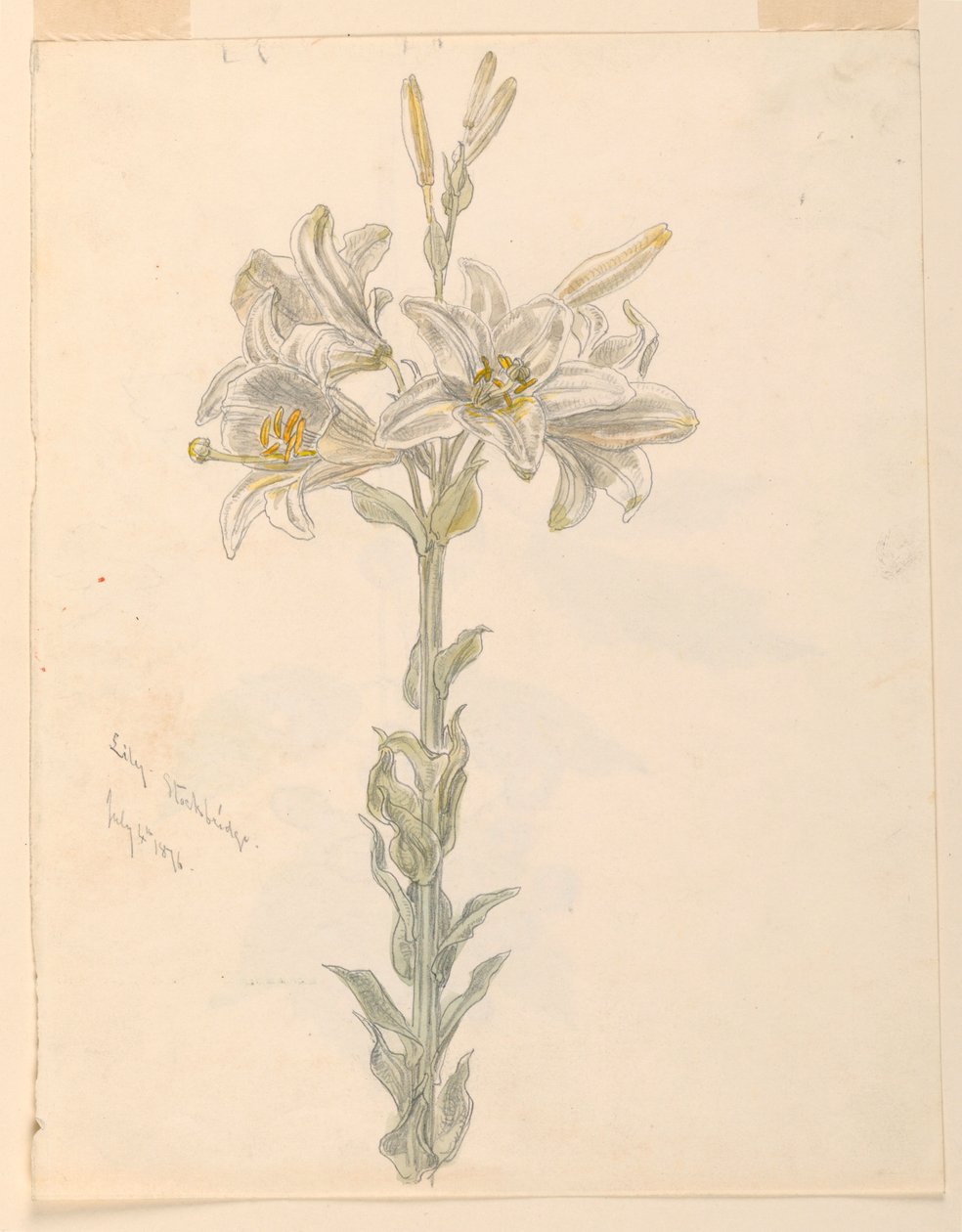 Lily, Stockbridge od Samuel Colman
