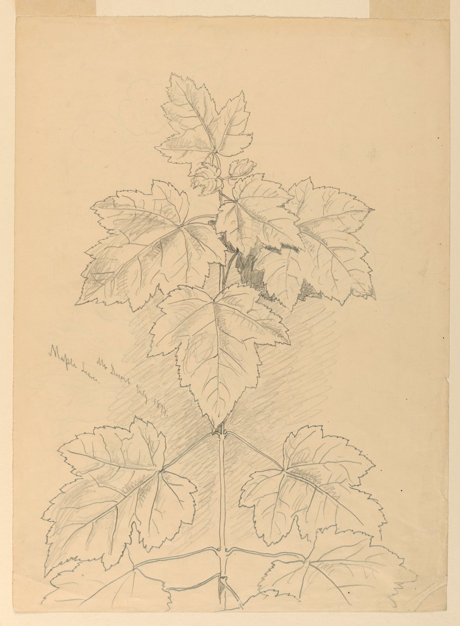 Maple Leaves, Mt. Desert od Samuel Colman