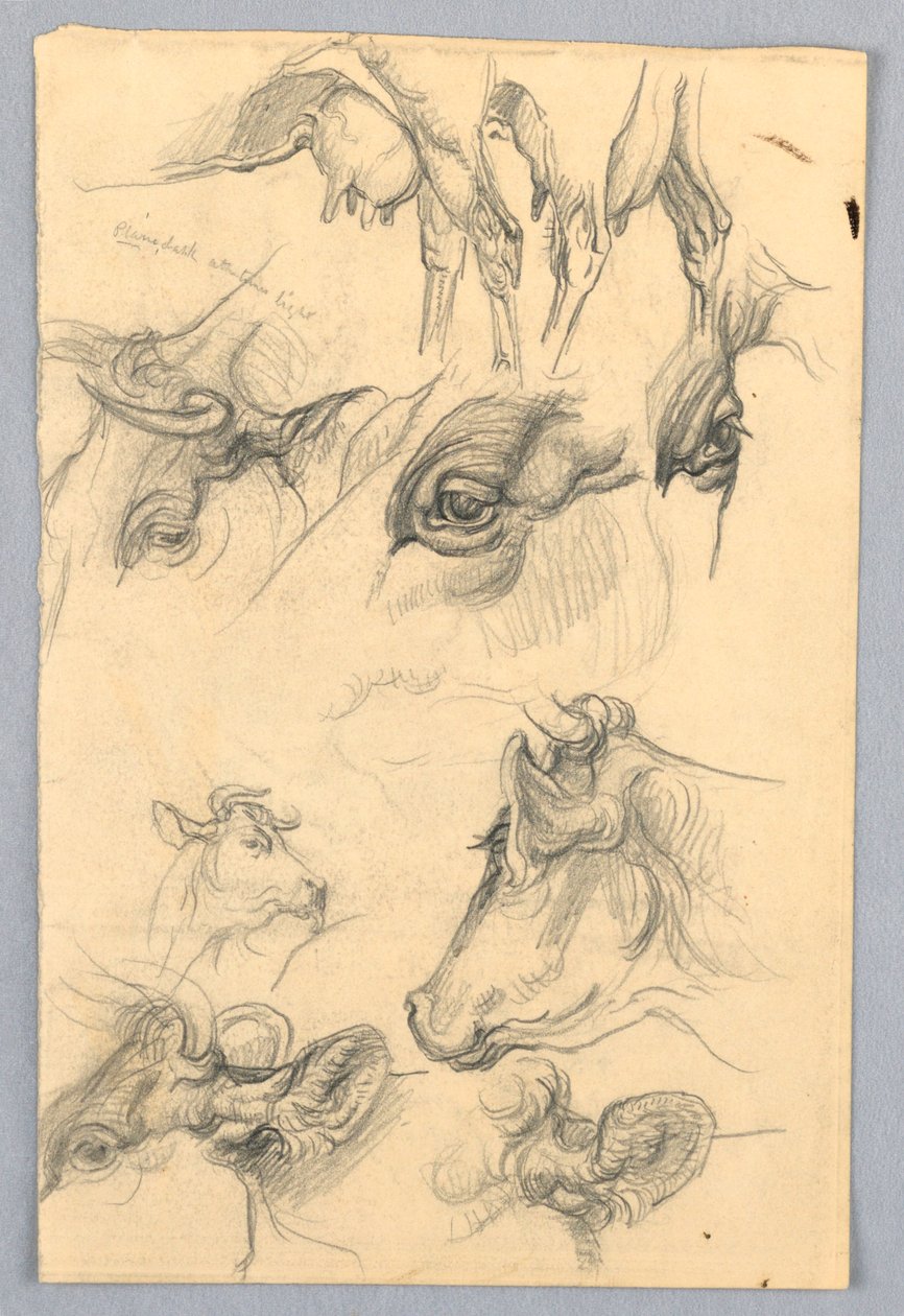Studie krav od Samuel Colman
