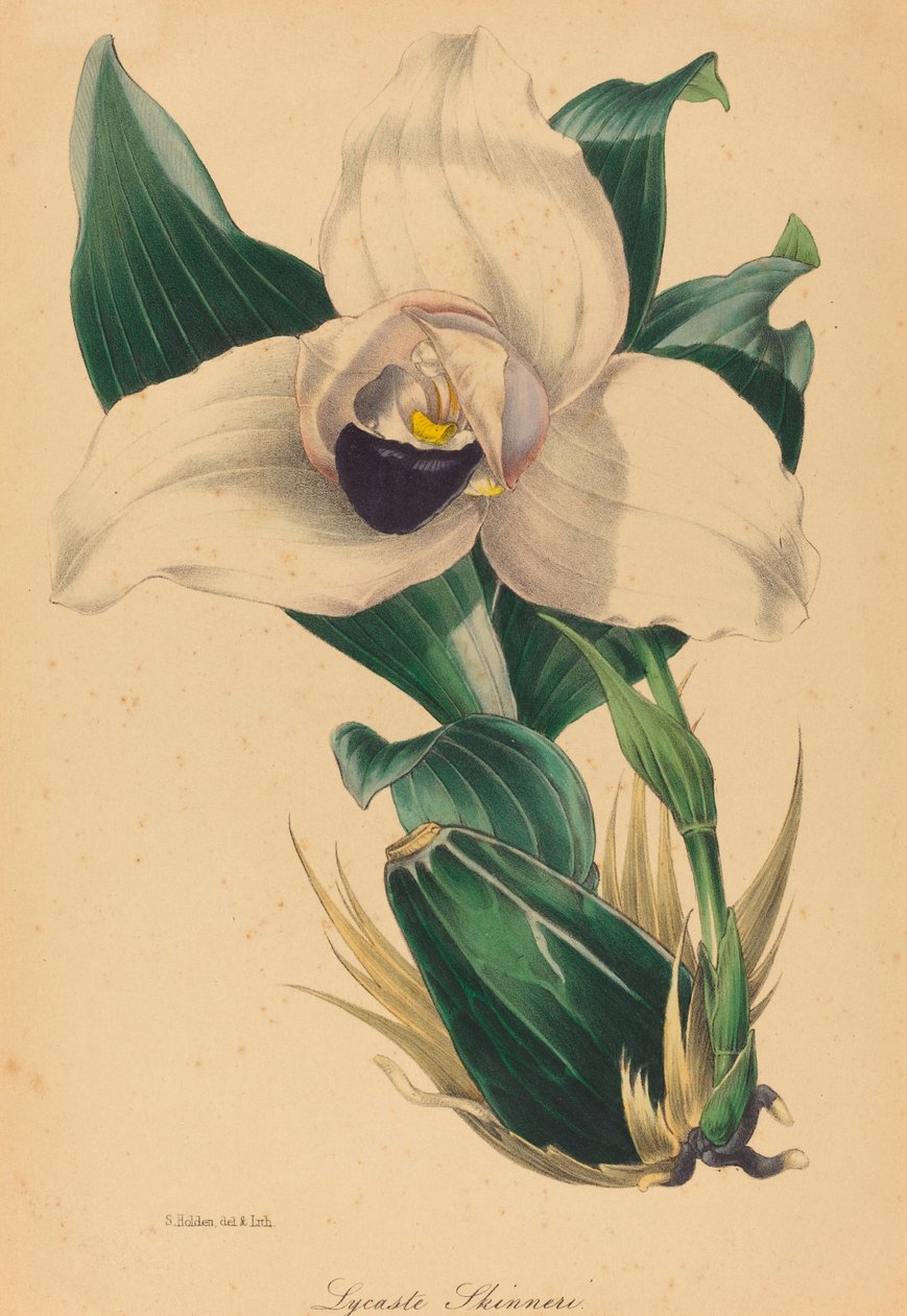 Lycaste Skinneri od Samuel Holden
