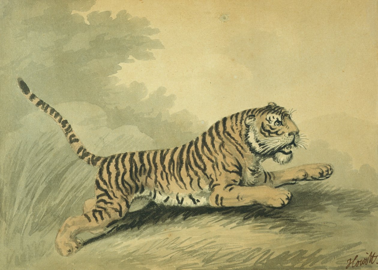 Tygřice ve skoku doprava, 1807 od Samuel Howitt