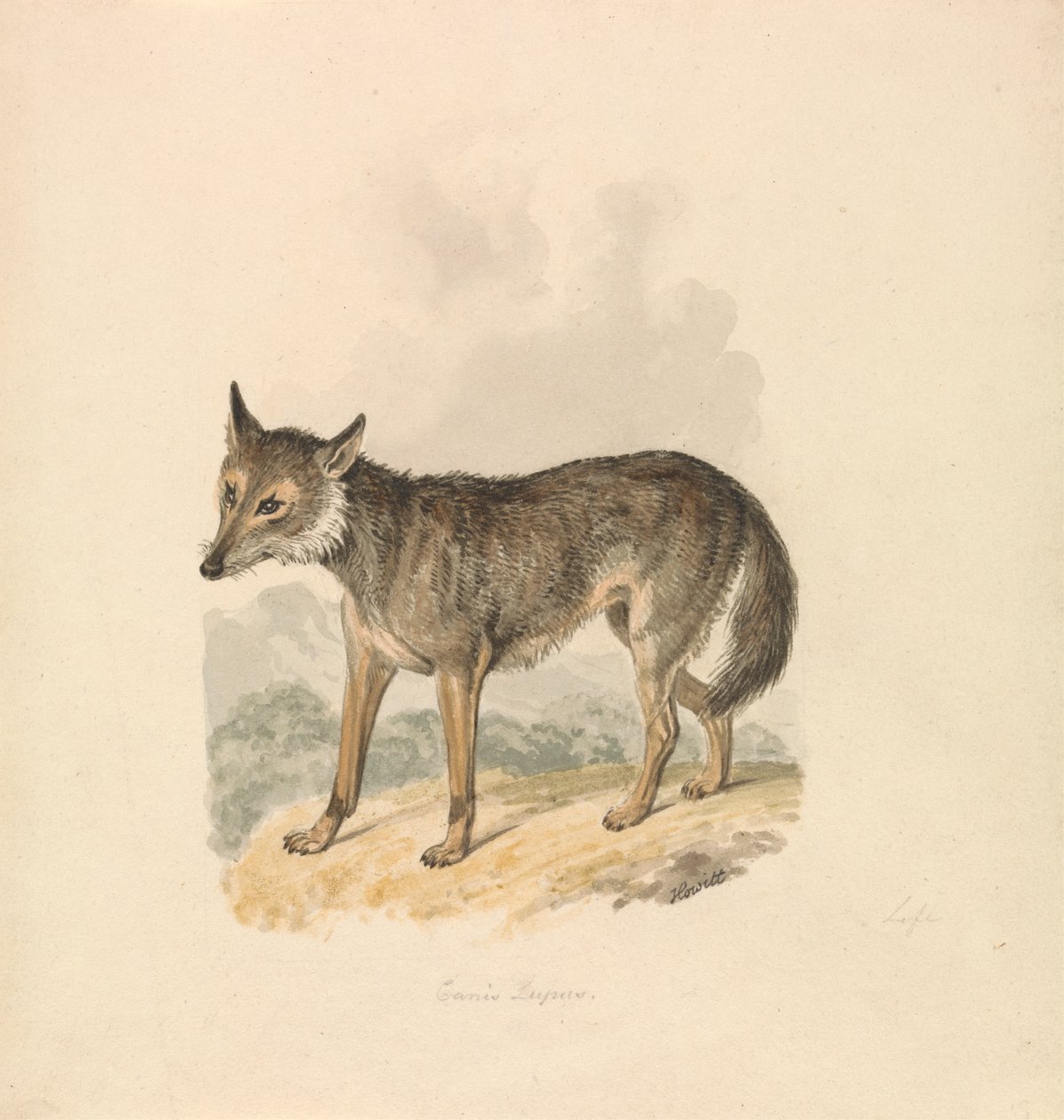 Canis Lupus neboli šedý vlk od Samuel Howitt