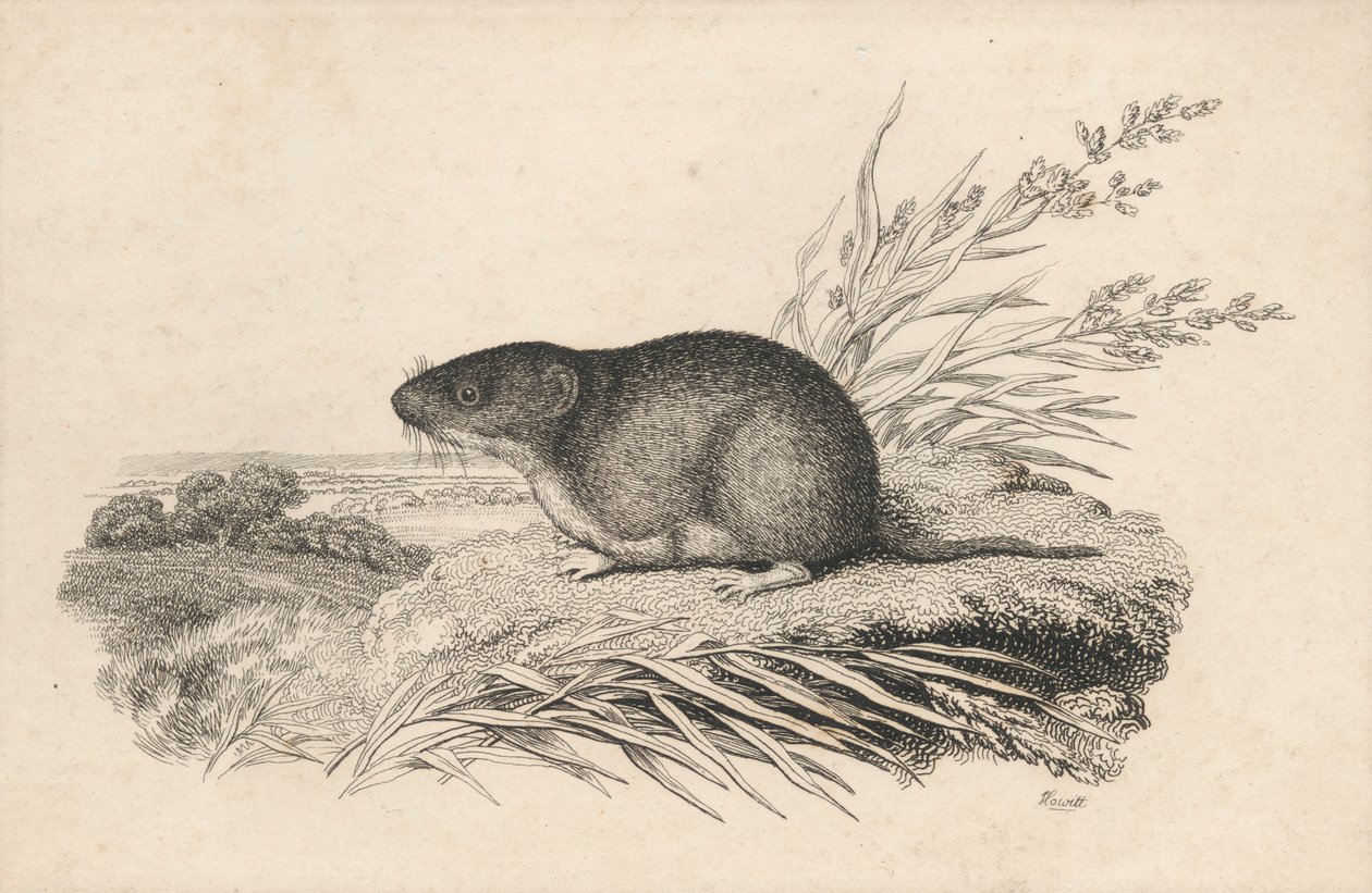 Ondatra od Samuel Howitt
