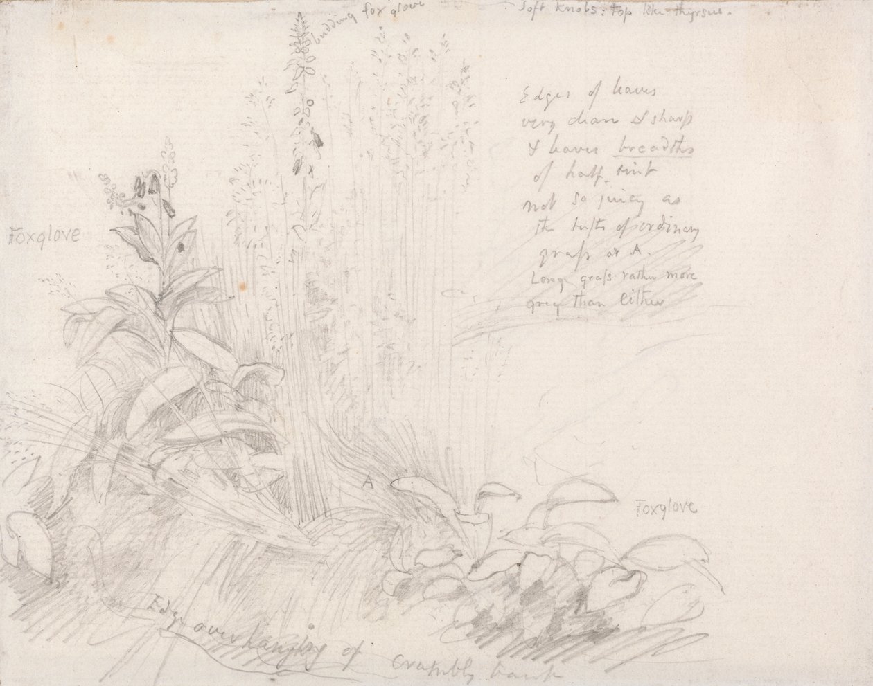 Náprstníky od Samuel Palmer