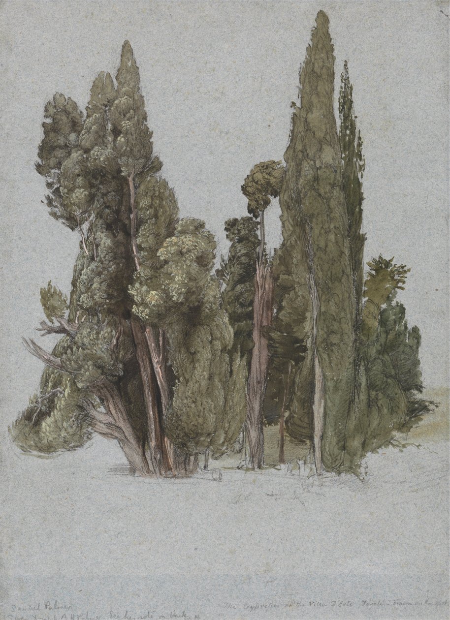 Cypřiše ve Villa d