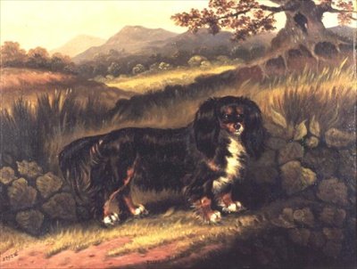King Charles španěl 