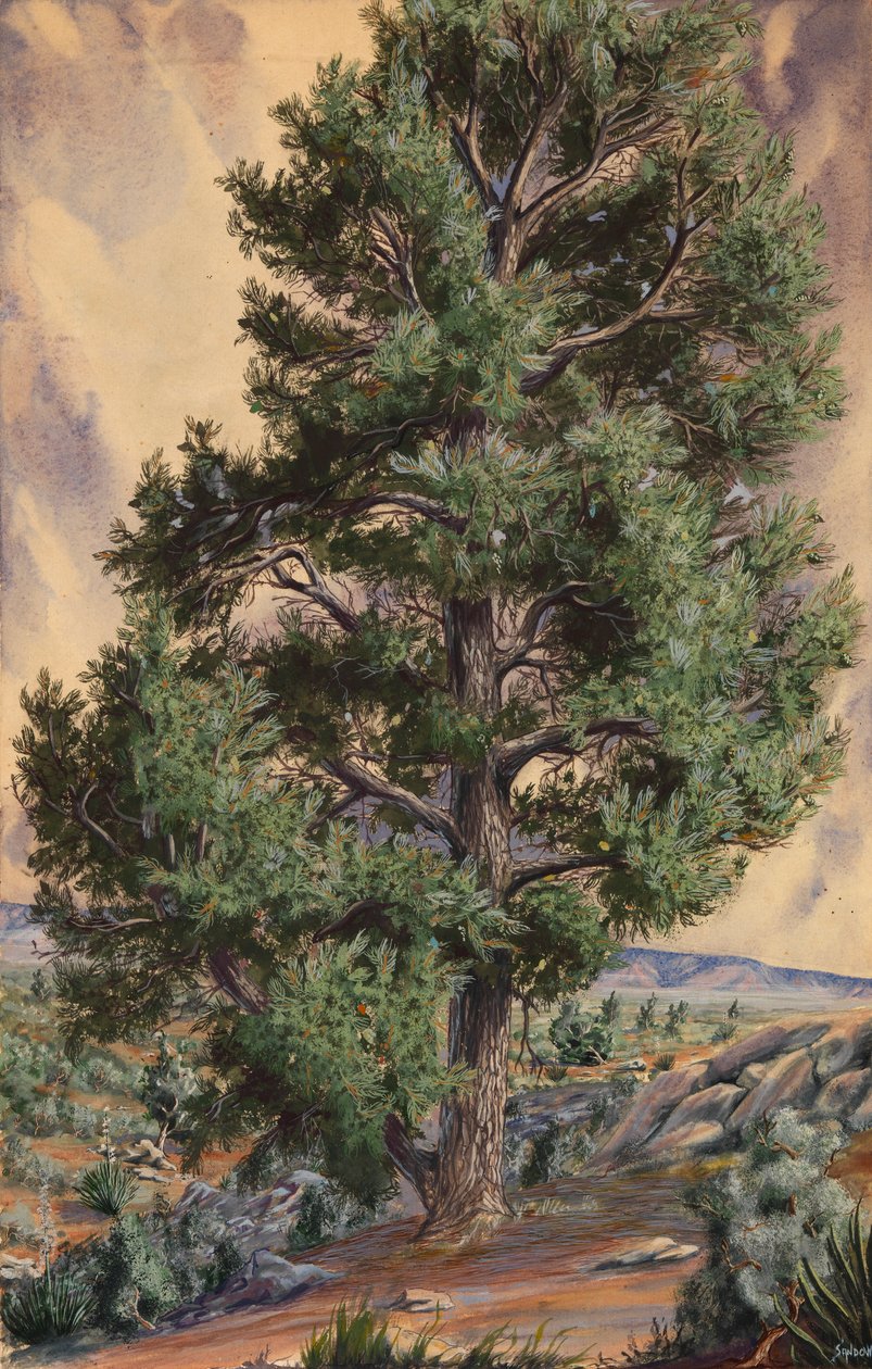 Pine Tree, n.d. od Sandow