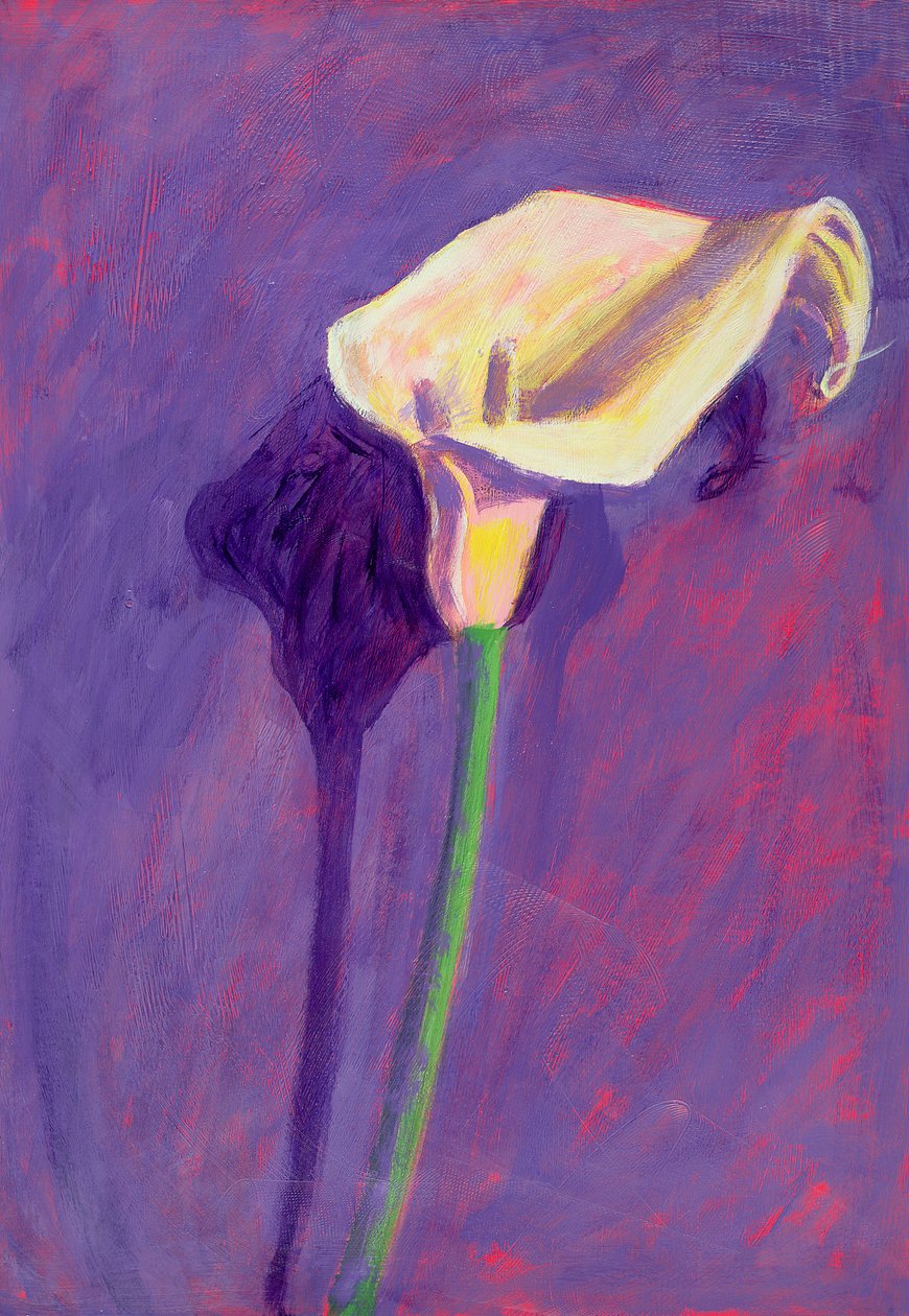 Arum Lily (olej na kartě) od Sara Hayward