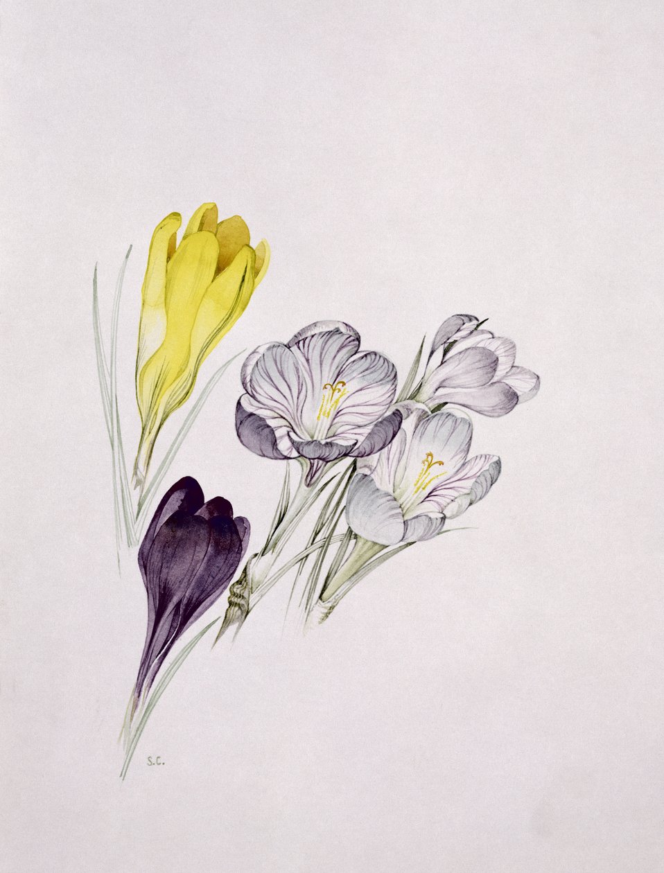 Krokus od Sarah Creswell