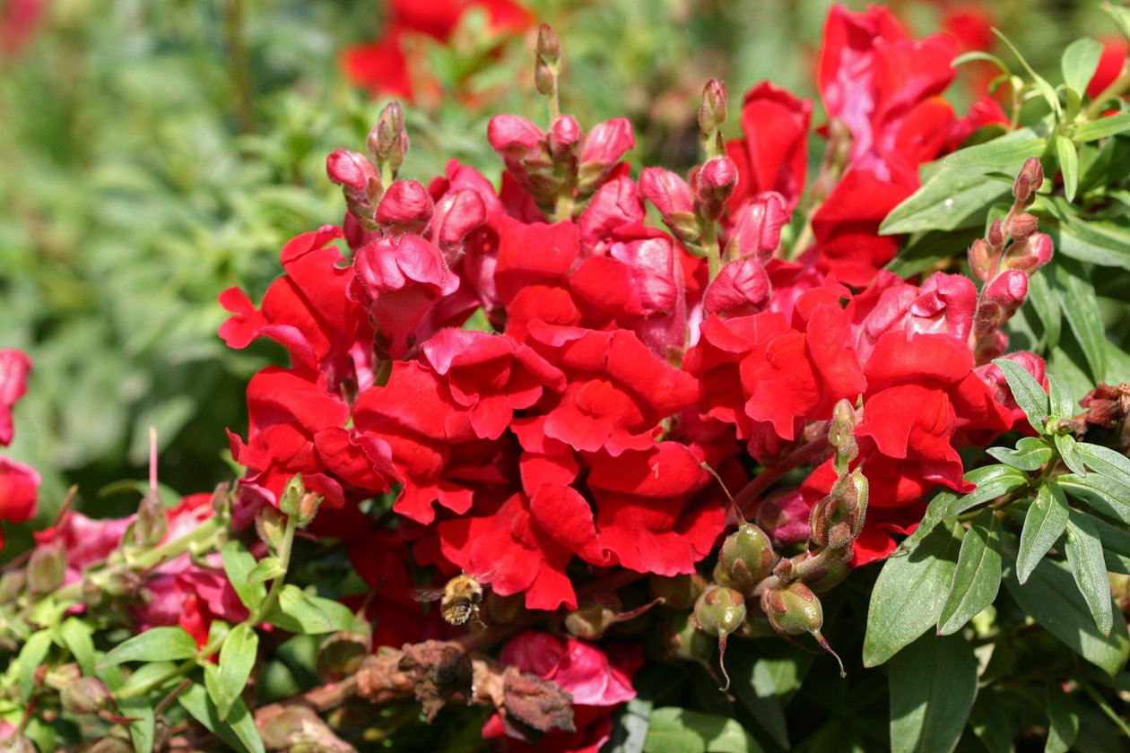 Garsington Antirrhinum, 2009 od Sarah OToole