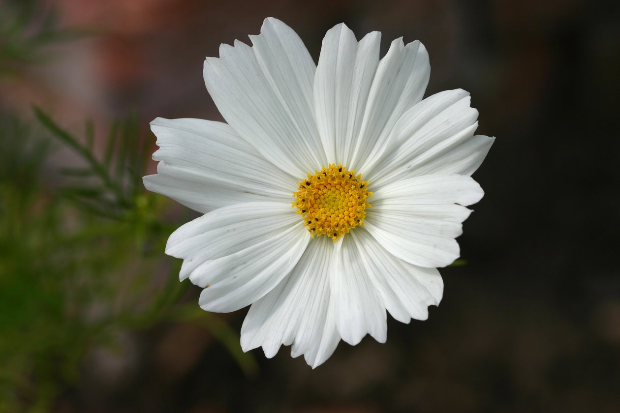 Garsington Cosmos, 2009 (fotografie) od Sarah OToole