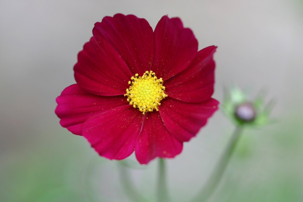 Garsington Dahlia, 2009 od Sarah OToole