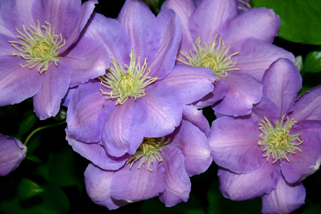 Clematis Gang od Sarah OToole