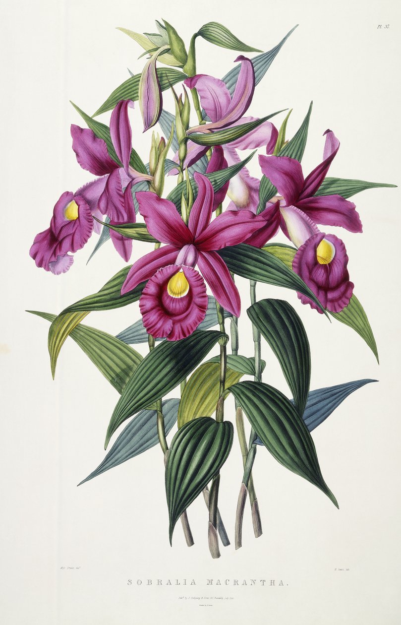 Sobralia Macrantha, kolem 1837-43 od Miss Drake