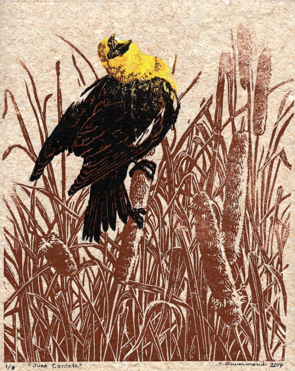 Cattail Cantata, 2017 (linoryt) od Sarah Drummond