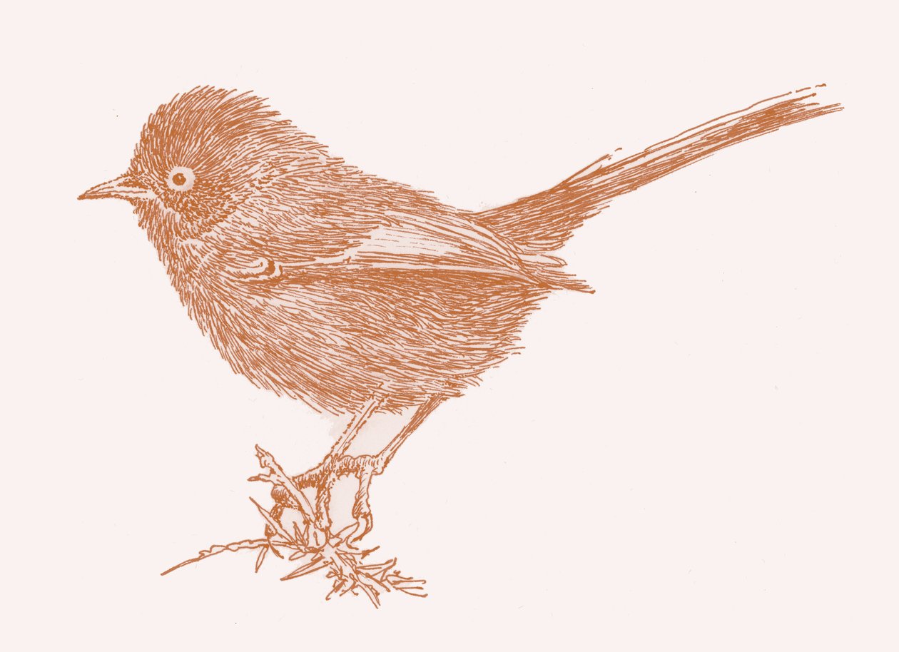 Dartford Warbler, 2017 od Sarah Hough