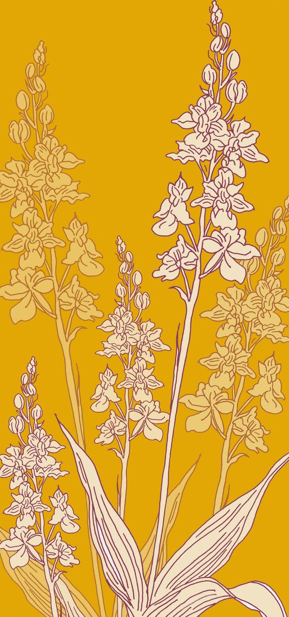 Spider Orchid, 2017 od Sarah Hough