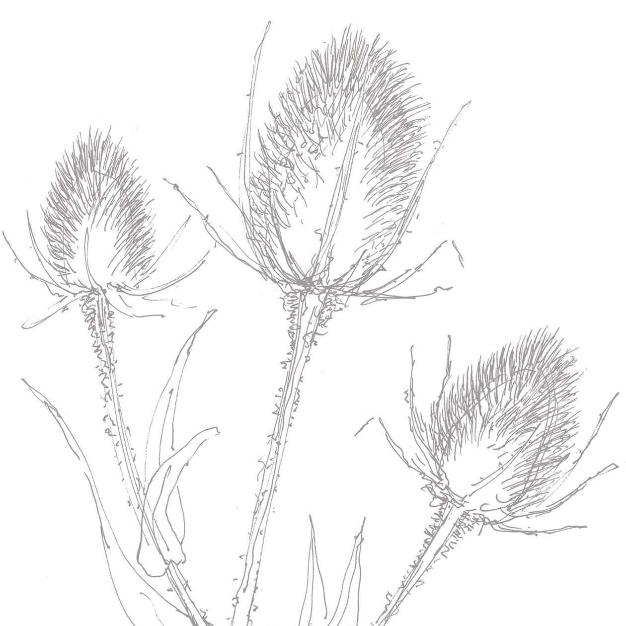 Teasles, 2017 od Sarah Hough