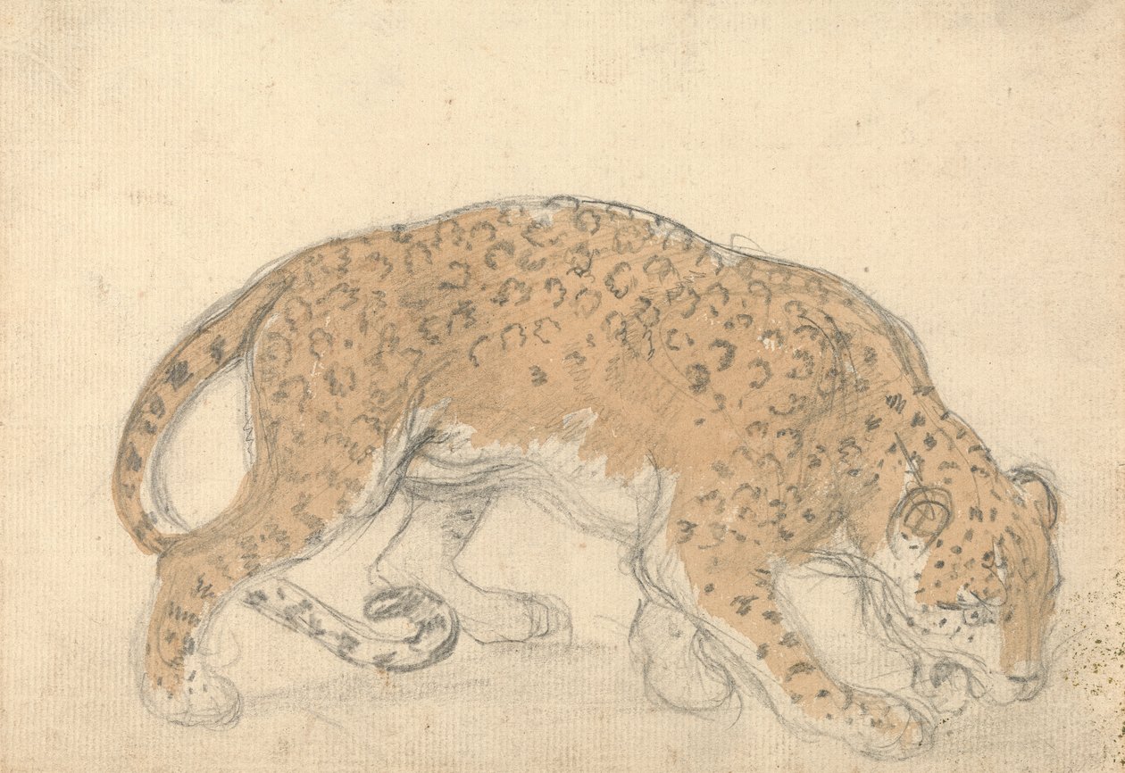 Studie leoparda od Sawrey Gilpin