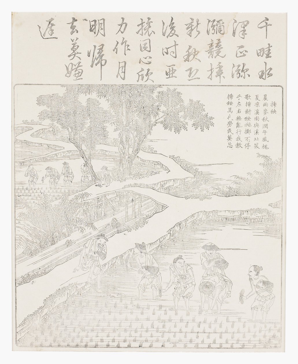 Pěstování rýže od School Chinese