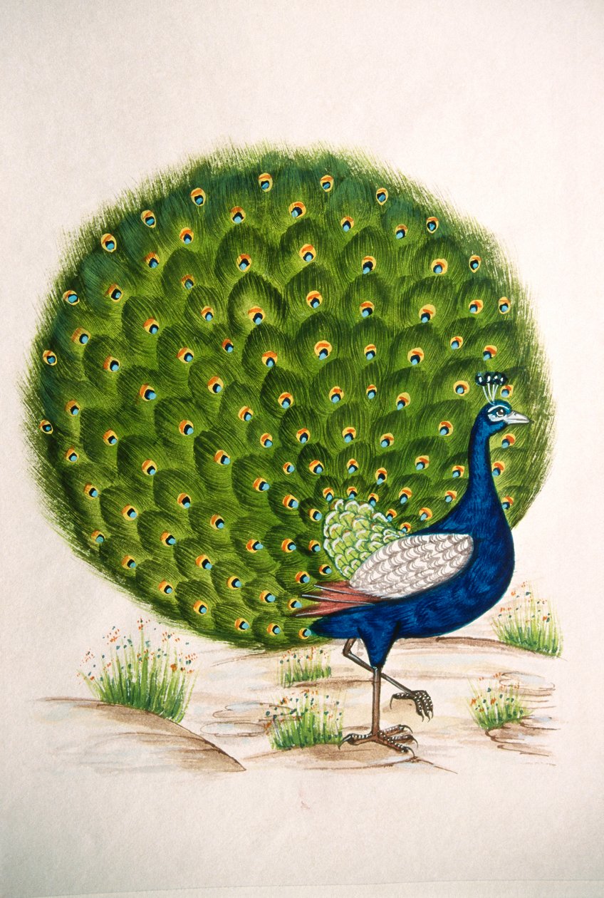 Miniaturní malba na hedvábí Peacock od School Indian