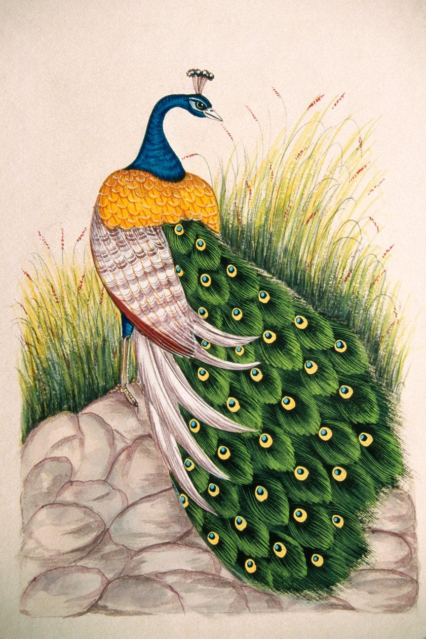 Miniaturní malba na hedvábí Peacock od School Indian