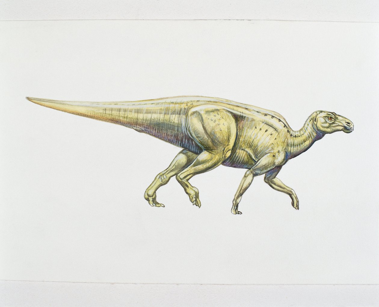 Hadrosaurid nebo dinosaurus s kachním zobákem (barva litho) od School Italian