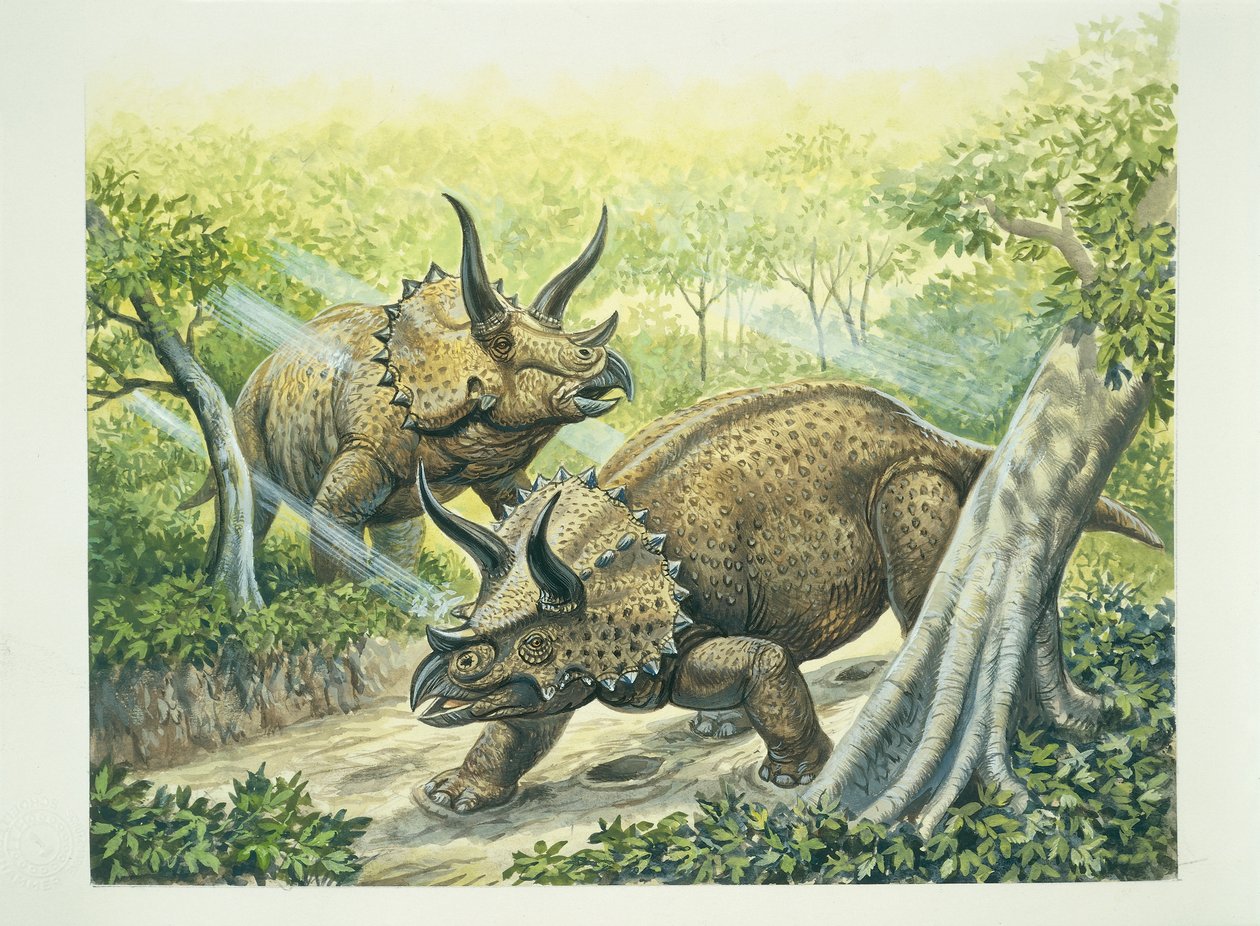 Triceratops horridus, křídové období (barva litho) od School Italian