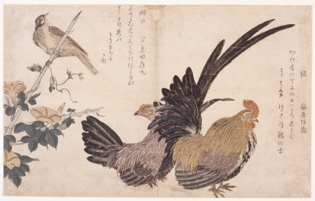Kohout, Slepice A Pták od School Japanese