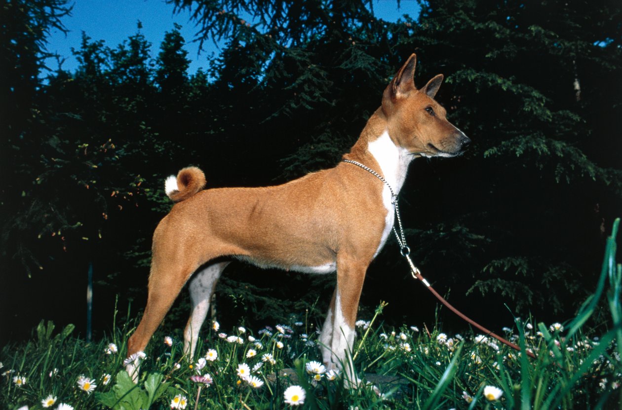 Basenji pes (foto) od R. and Smith Simkin