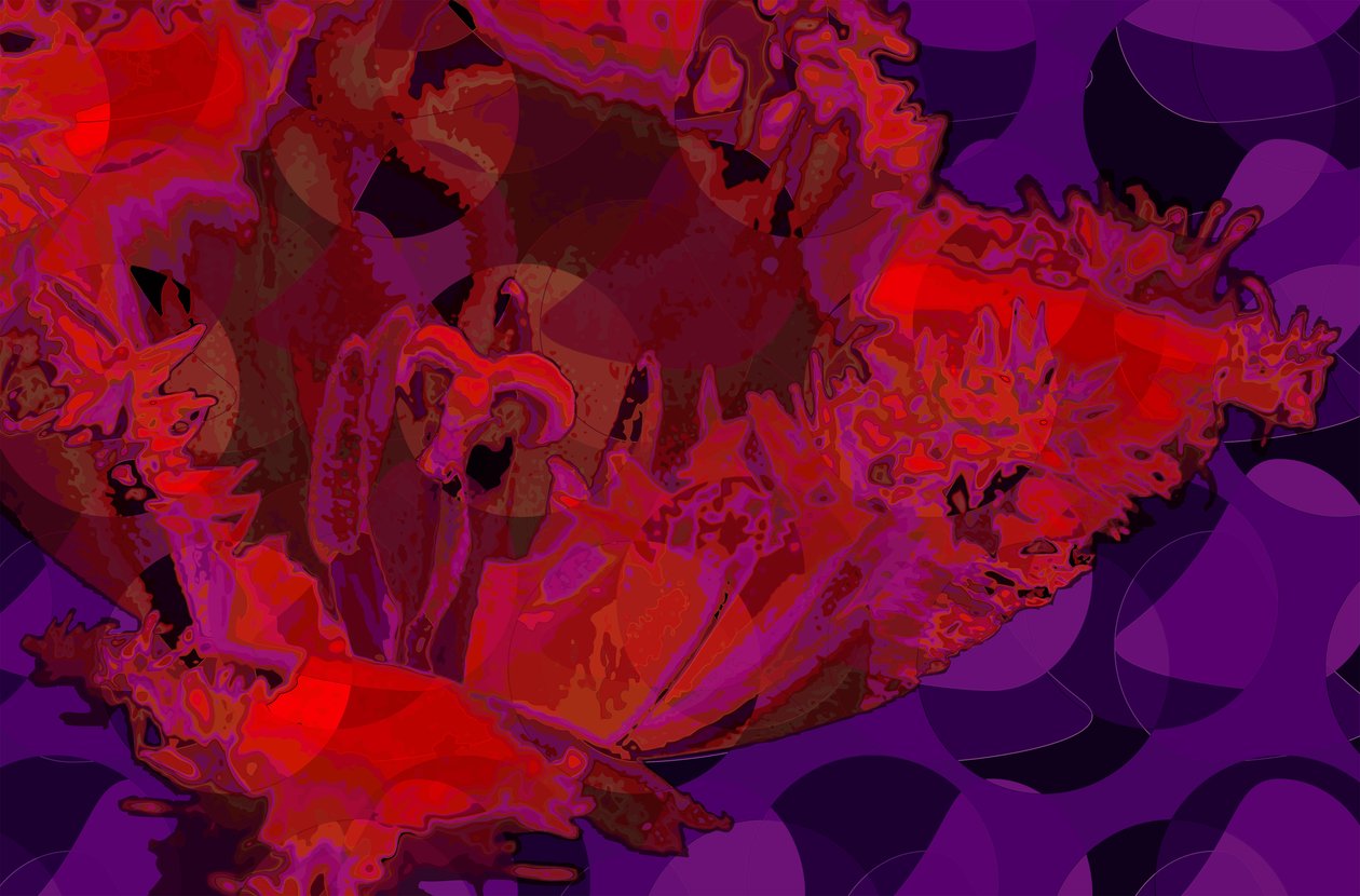 Červený tulipán (digitální) od Scott J. Davis