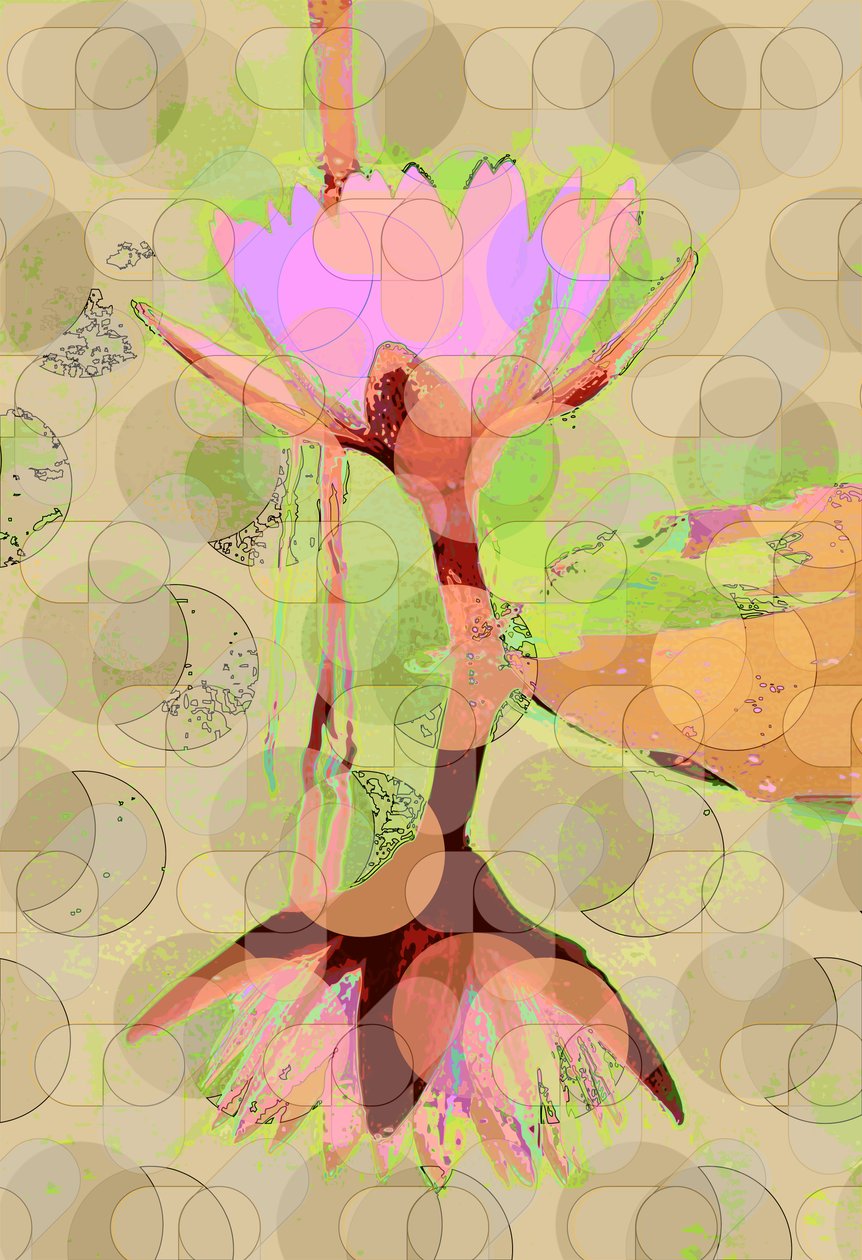 Water Lily Reflection (digitální) od Scott J. Davis