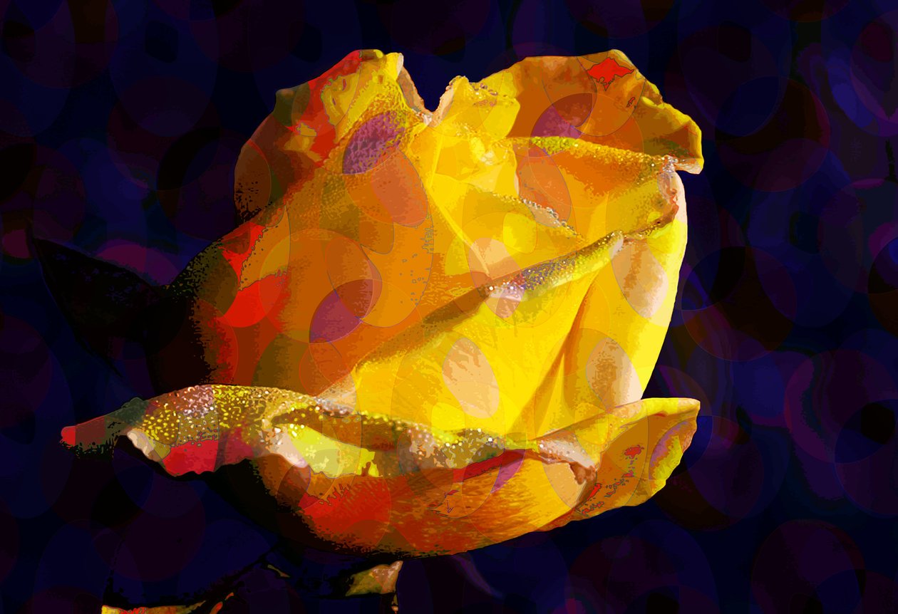 Yellow Rose (digitální) od Scott J. Davis