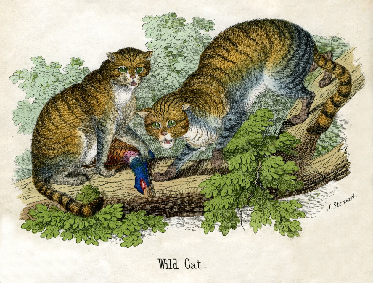 Starožitný tisk dvou Bobcats od Scottish School