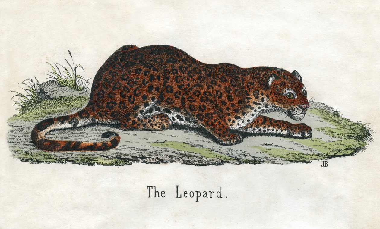 Starožitný tisk afrického leoparda od Scottish School