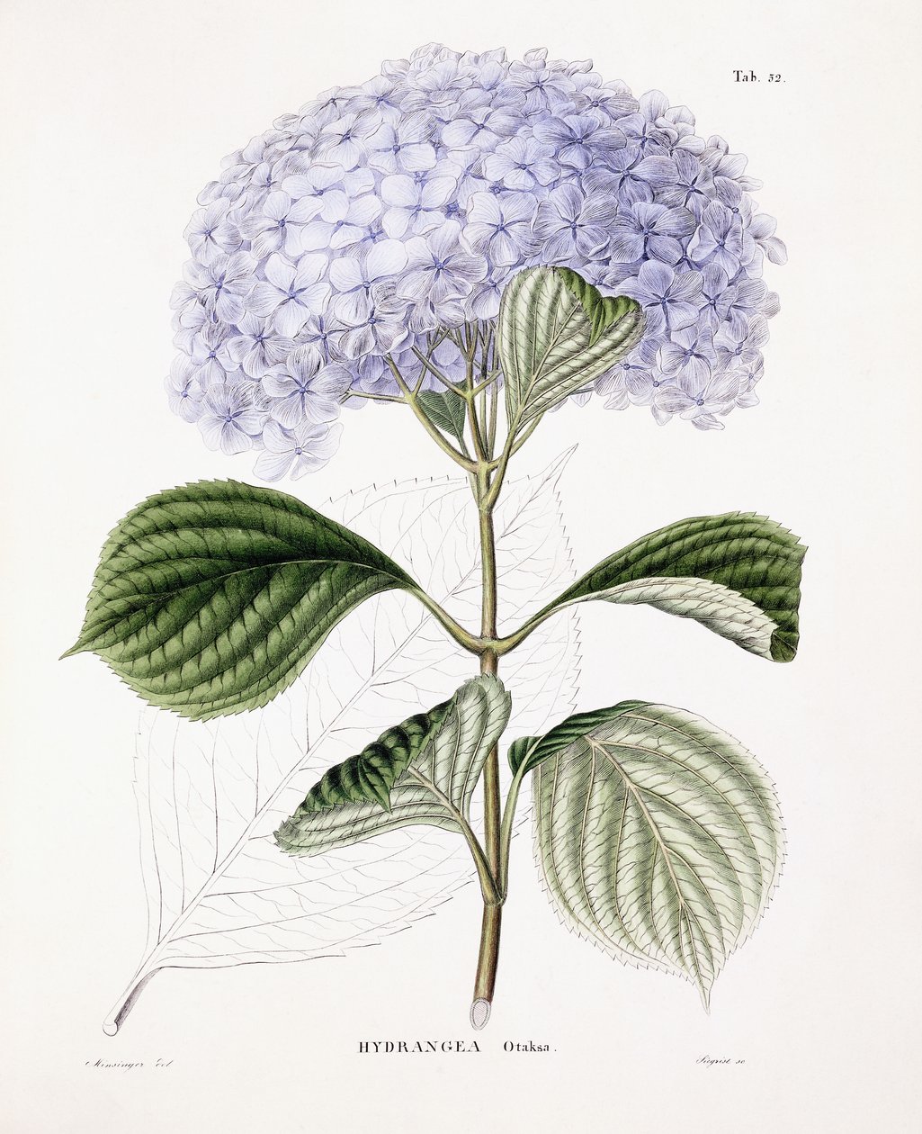 Hydrangea Ottaksa, kolem 1835-70 od Sebastian Minsinger
