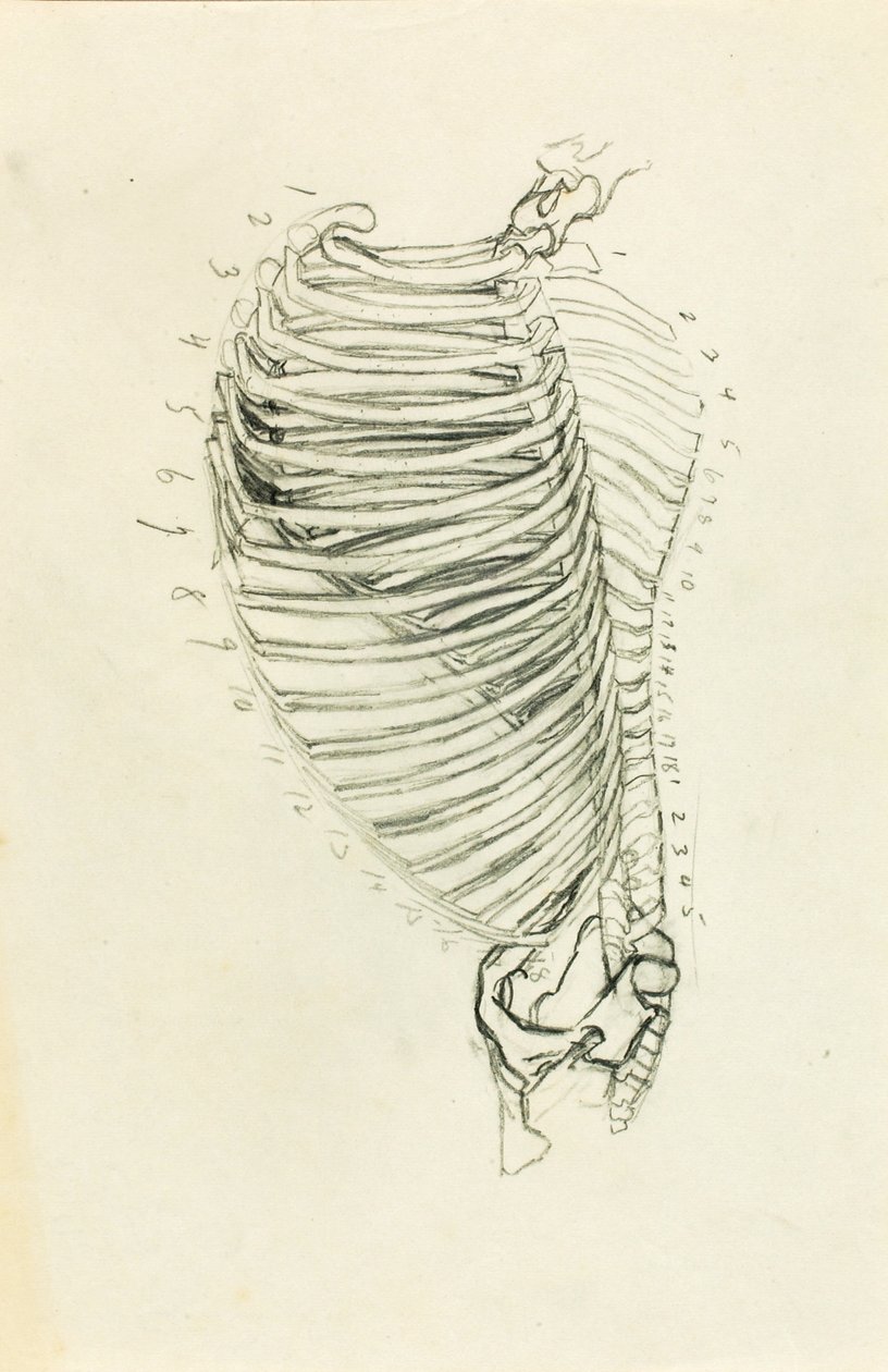 Anatomie od Solon H. Borglum